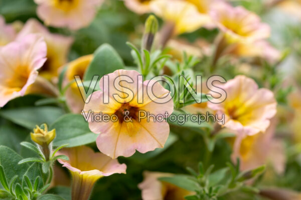 Petunia hybrida Dekko Sorbet