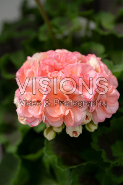 Pelargonium Rosebud Astrid Pelargonium Rosebud Astrid