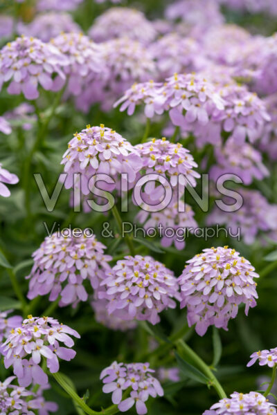 Iberis Mermaid Lavender Iberis Mermaid Lavender