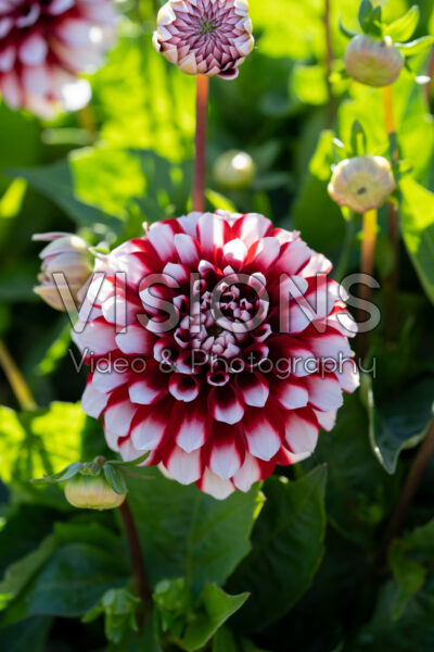 Dahlia LaBella® Grande Fun Red White Dahlia LaBella® Grande Fun Red White