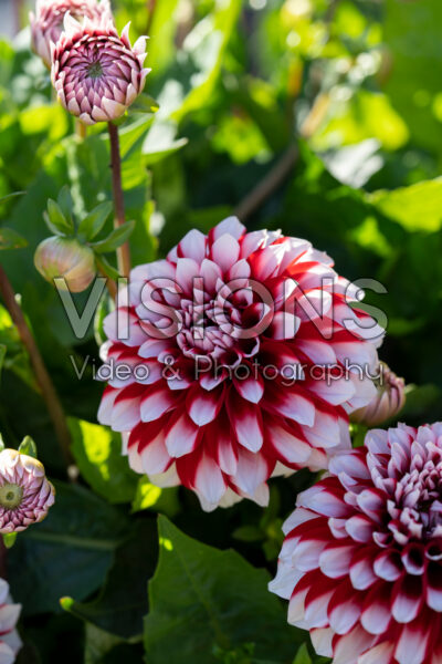 Dahlia LaBella® Grande Fun Red White Dahlia LaBella® Grande Fun Red White