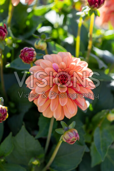 Dahlia LaBella® Grande Orange Bicolour Dahlia LaBella® Grande Orange Bicolour