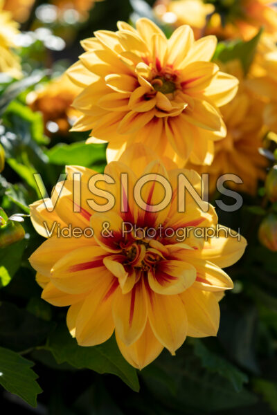 Dahlia LaBella® Grande Orange Bicolour Medio Fun Golden Eye Dahlia LaBella® Grande Orange Bicolour Medio Fun Golden Eye