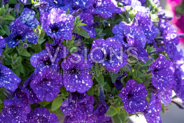Petunia Splash Dance Bolero Blue Petunia Splash Dance Bolero Blue