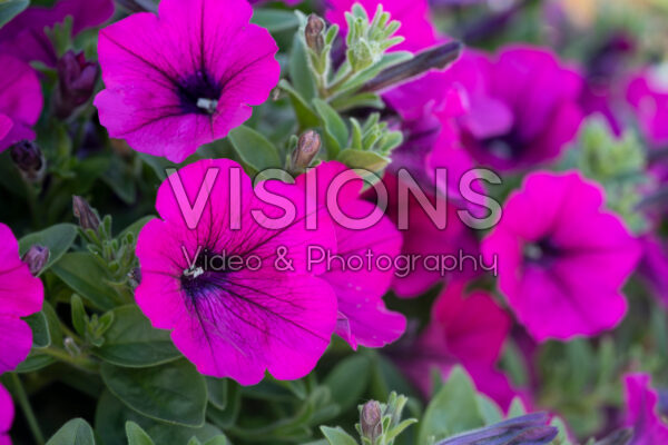 Petunia Opera Supreme Purple Petunia Opera Supreme Purple