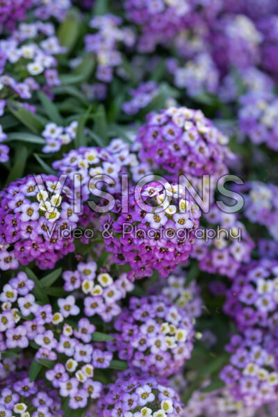 Lobularia maritima Stream™ Lavender Lobularia maritima Stream™ Lavender