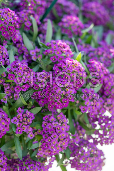 Lobularia maritima Stream™ Purple Lobularia maritima Stream™ Purple