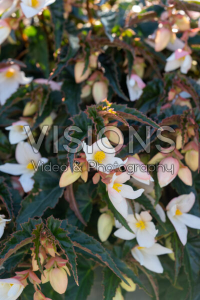 Begonia Waterfall® Encanto White Blush Begonia Waterfall® Encanto White Blush