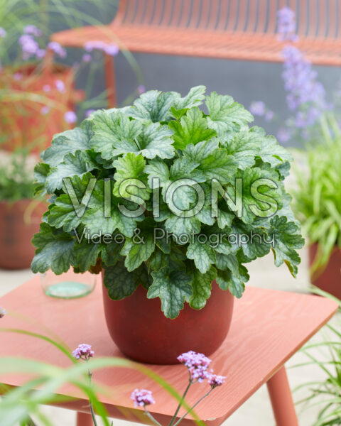 Heuchera Rex Peppermint