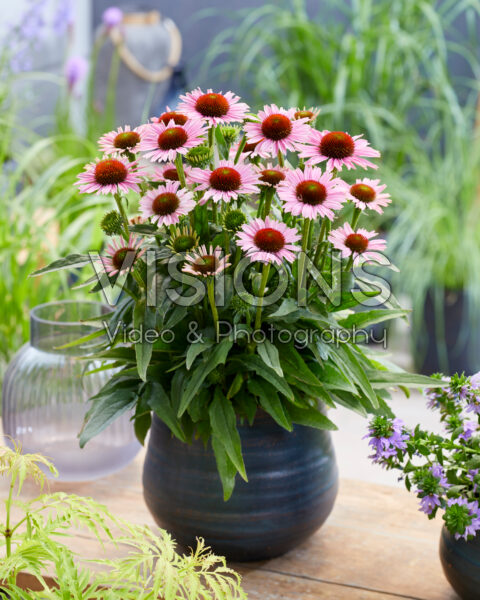 Echinacea purpurea Fountain Light Purple Echinacea purpurea Fountain Light Purple