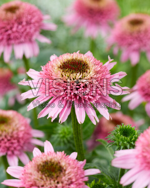 Echinacea purpurea Butterfly Kisses Echinacea purpurea Butterfly Kisses