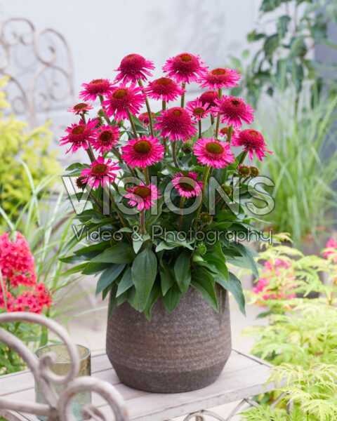 Echinacea Delicious Candy Echinacea Delicious Candy