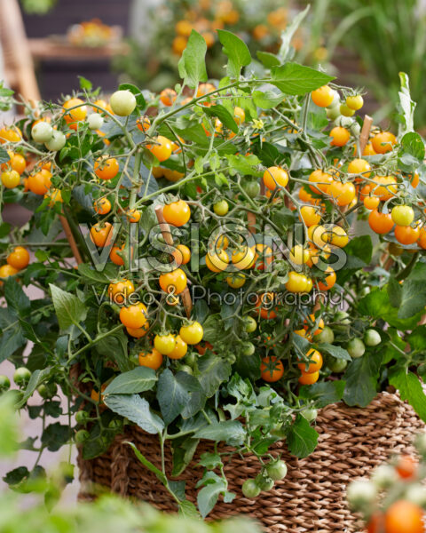 Solanum lycopersicum Avalanche Yellow