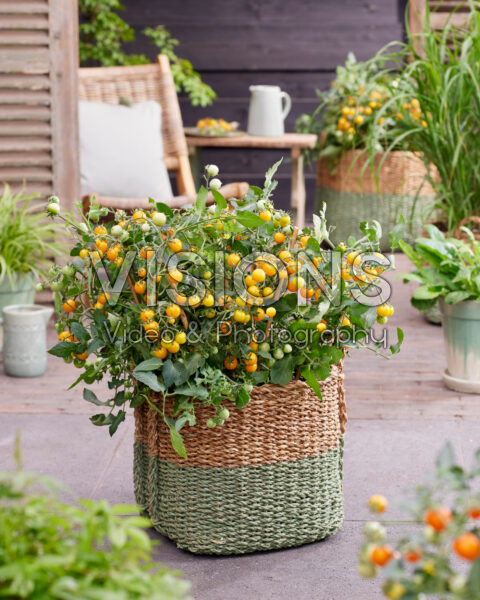 Solanum lycopersicum Avalanche Yellow