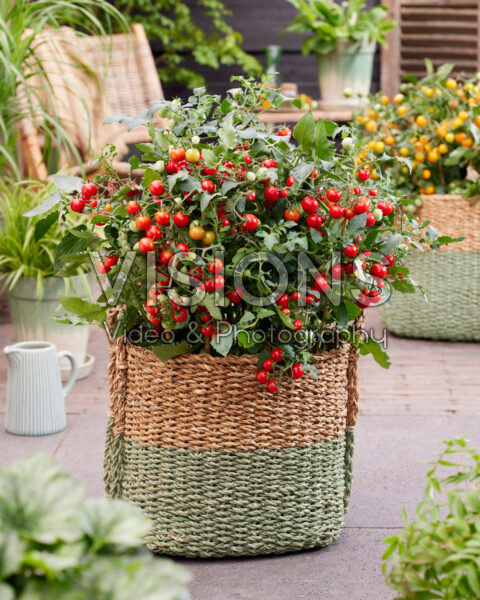 Solanum lycopersicum Avalanche Red