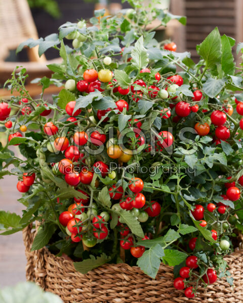 Solanum lycopersicum Avalanche Red