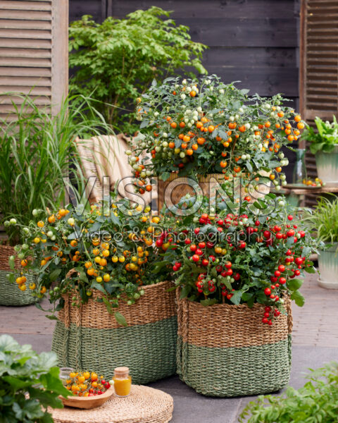 Solanum lycopersicum Avalanche Red, Yellow and Orange