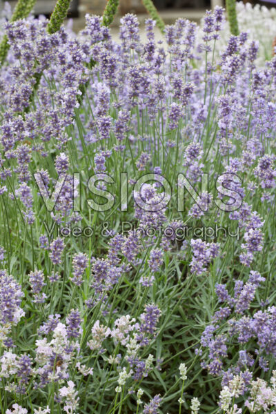 Lavandula angustifolia Melissa Lilac Lavandula angustifolia Melissa Lilac