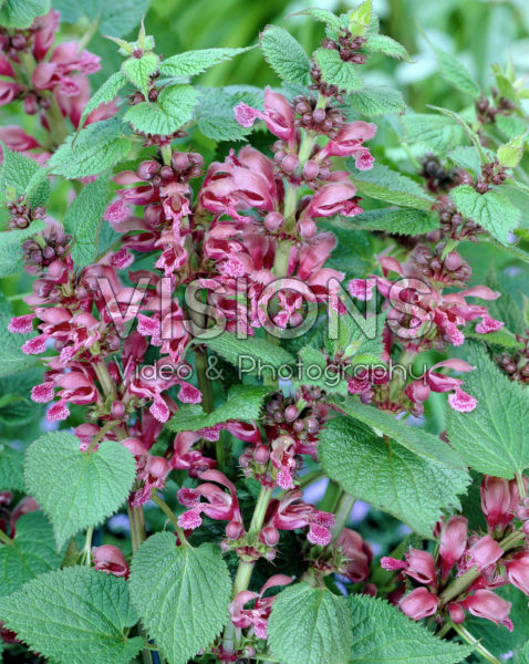 Lamium orvala Lamium orvala