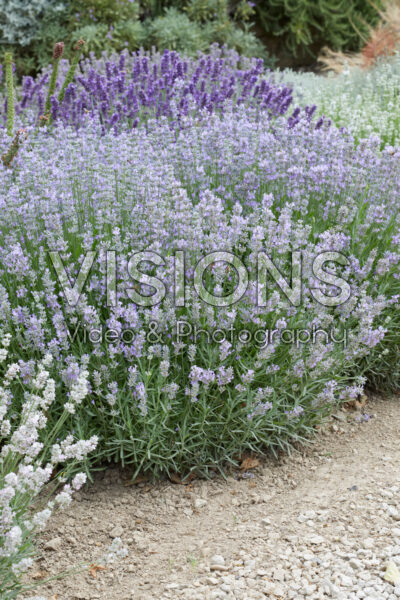 Lavandula angustifolia Little Lady