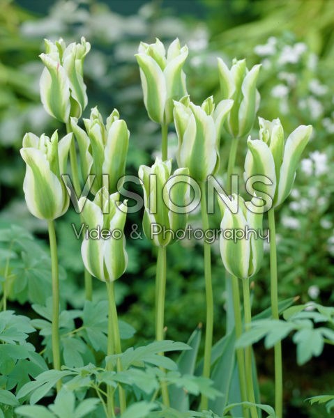 Tulipa Spring Green Tulipa Spring Green