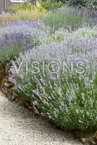 Lavandula angustifolia Little Lady