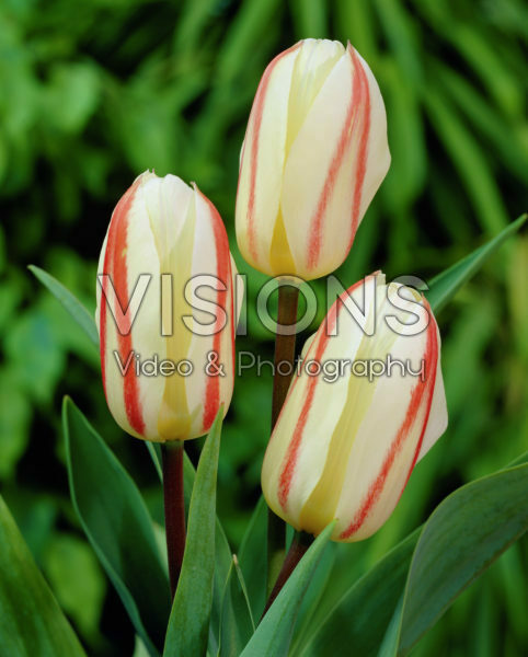 Tulipa White Fire