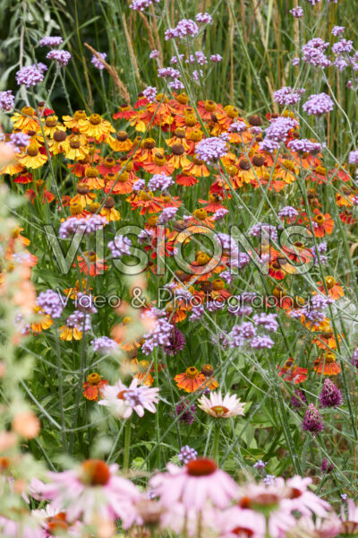 Helenium Short and Sassy, Verbena bonariensis Helenium Short and Sassy, Verbena bonariensis