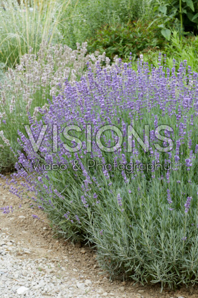 Lavandula angustifolia Beate Lavandula angustifolia Beate