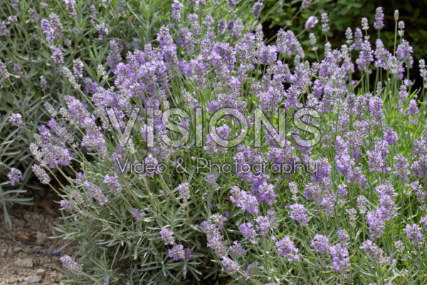 Lavandula angustifolia Miss Muffet