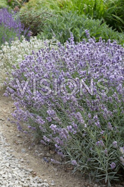 Lavandula angustifolia Melissa Lilac