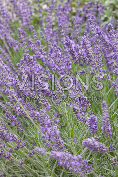 Lavandula angustifolia Elizabeth Lavandula angustifolia Elizabeth
