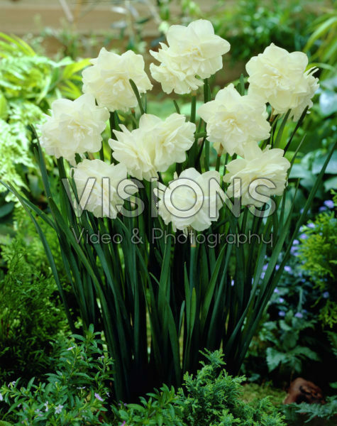 Narcissus Calgary ® Narcissus Calgary ®