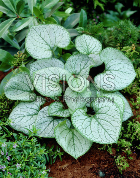Brunnera macrophylla Jack Frost® Brunnera macrophylla Jack Frost®