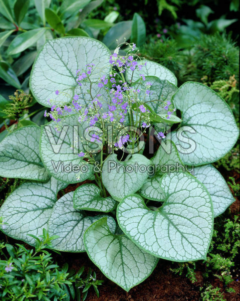 Brunnera macrophylla Jack Frost ® Brunnera macrophylla Jack Frost ®
