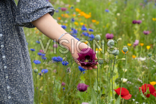 Papaver somniferum Dark Plum