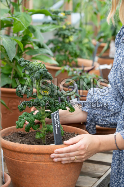 Solanum lycopersicum Patio Plum