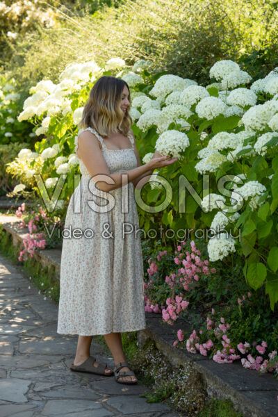 Hydrangea store strong annabelle