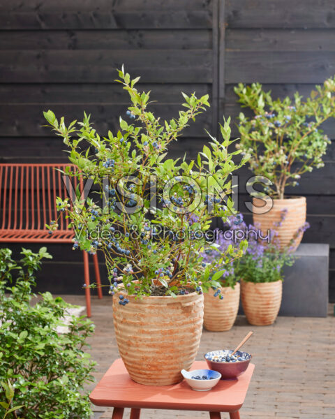 Vaccinium corymbosum BonBonBerry® Blue Suede