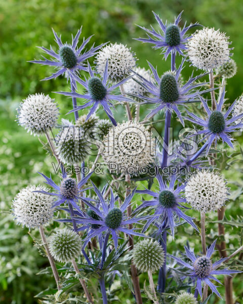 Echinops, Eryngium