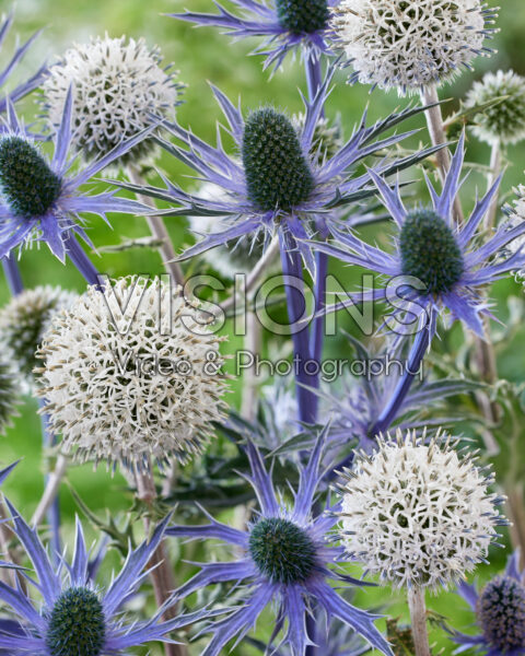 Echinops, Eryngium