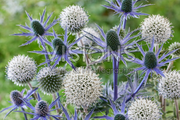 Echinops, Eryngium