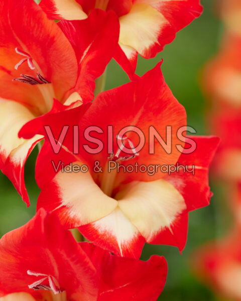 Gladiolus Tickatoo