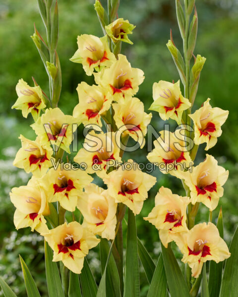 Gladiolus tweekleurig