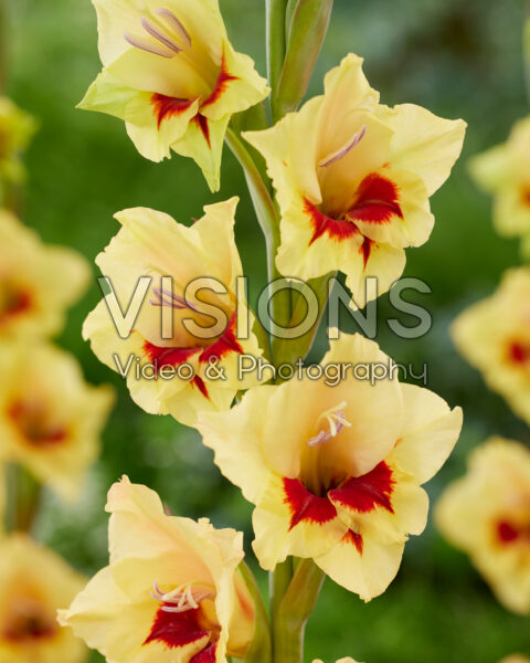 Gladiolus tweekleurig