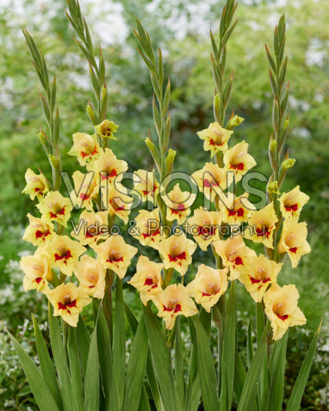 Gladiolus tweekleurig