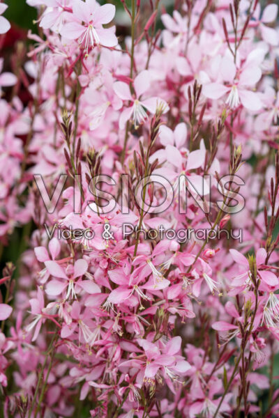 Gaura lindheimeri Emmeline Pink Bouquet Gaura lindheimeri Emmeline Pink Bouquet