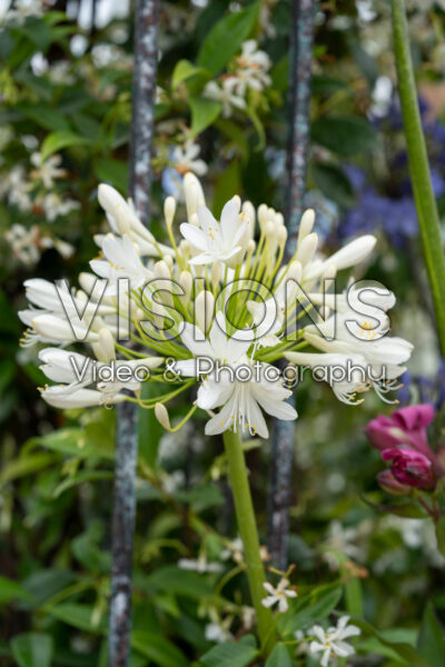 Agapanthus