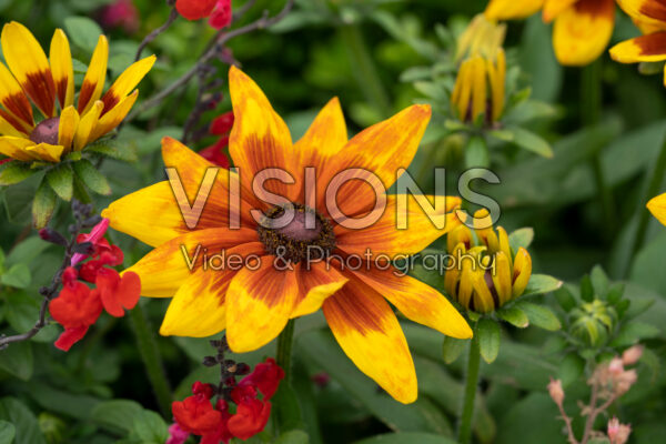 Rudbeckia hirta Sunbeckia Mia