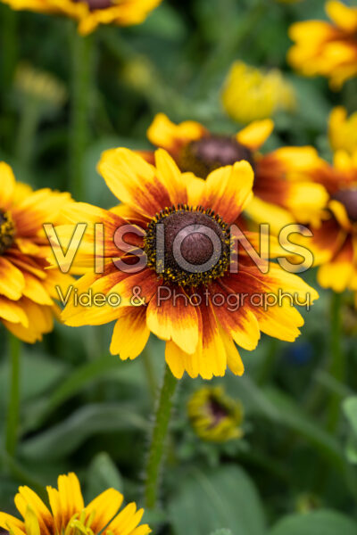 Rudbeckia x hybrida Summerdaisy’s Compact Bicolor